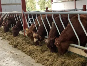 Diagonal Feed Fronts - 2